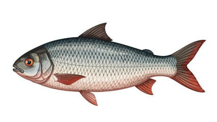 Fototapeta premium Detailed illustration of a shimmering freshwater fish with scales and fins against a clean white background