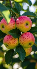 Ripe red and green apples hanging on tree branch in orchard