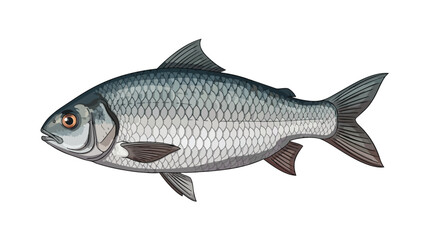Obraz premium Detailed Illustration of a Silver Freshwater Fish with Intricate Scale Detail against a Clean White Background