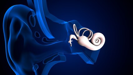 Ear drum anatomy with blue ear part. 3d render © PIC4U