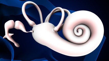 Ear drum anatomy with blue ear part. 3d render © PIC4U