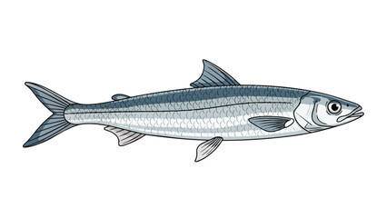 Obraz premium A striking detailed illustration of a single silvery fish with a forked tail swimming horizontally against a white background