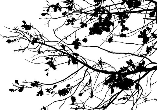 Vector illustration of natural oak tree branch with leaves
