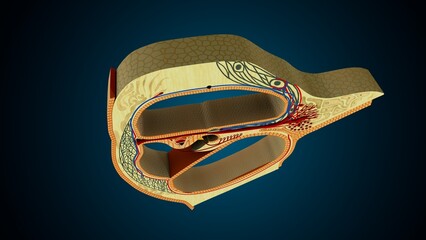 Ear part of cochlea image in background colour of blue anatomy. 3d render © PIC4U