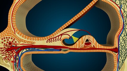 Ear part of cochlea image in background colour of blue anatomy. 3d render © PIC4U