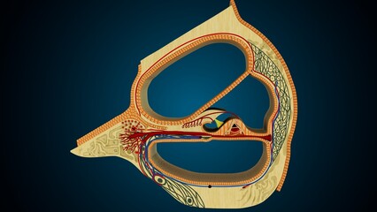 Ear part of cochlea image in background colour of blue anatomy. 3d render © PIC4U