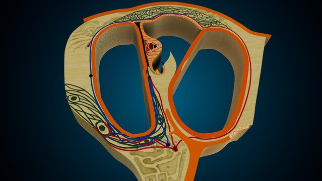 Ear part of cochlea image in background colour of blue anatomy. 3d render