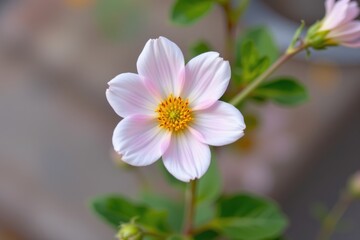 Close-up of a pink and white flower blooming beautifully in a garden.