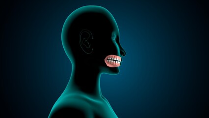 Obraz premium Human teeth jawline anatomy. 3d render