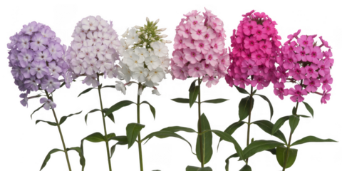 Colorful phlox flowers purple pink isolated on a transparent background