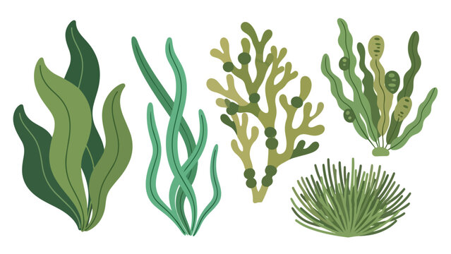 seagrass picture drawing