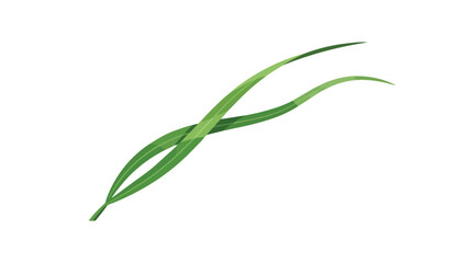 Obraz premium Ethereal green grass blades gracefully intertwining in a delicate dance against a pristine white canvas