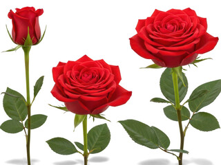 Fototapeta premium Three red roses at different stages of bloom isolated on transparent background