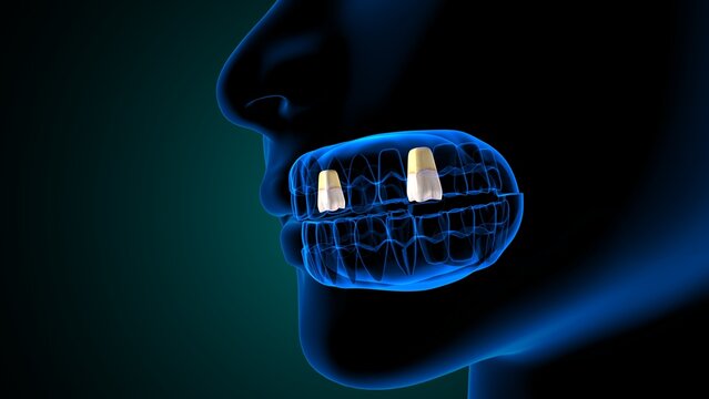 Teeth incisor and molar anatomy. 3d render