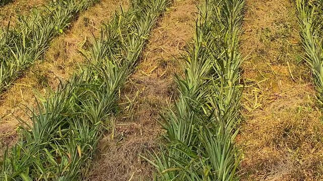 Rows of young pineapple plants growing in a dry field in Bangladesh, showing neat agricultural patterns and tropical cultivation conditions in warm sunlight.