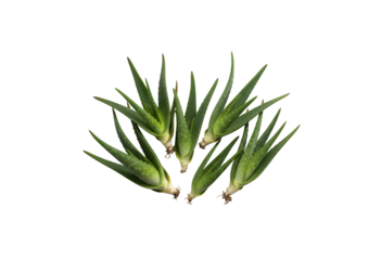 Aloe vera plants grouped together on a white background

