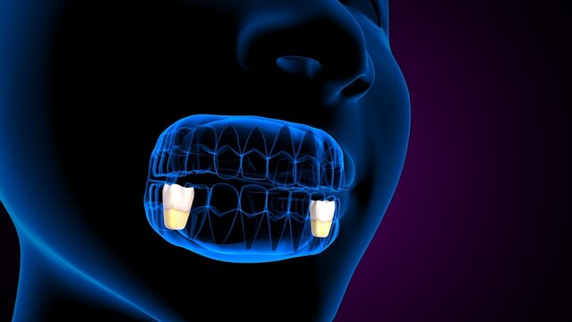 Teeth first molar anatomy .3d render