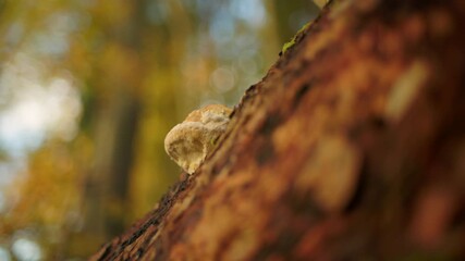Low angle shot of artist's fungus on tree trunk on a beautiful autumn day