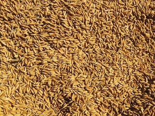 Close-up view of golden paddy rice grains spread evenly, creating a rich natural texture background. This high-resolution image highlights harvested rice seeds with warm earthy tones, symbolizing agri