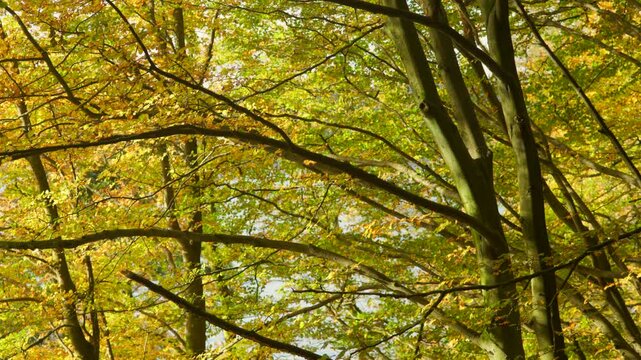 Branches with beautiful golden foliage in forest during autumn