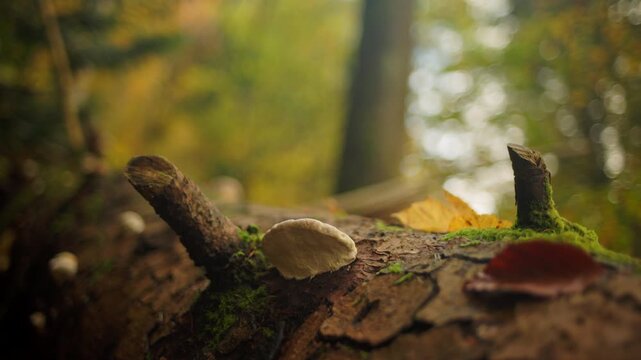 Artist's fungus on fallen tree in a forest during autumn