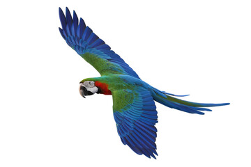 Colorful flying Harlequin Macaw parrot isolated on transparent background png file	