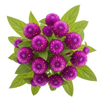 Beautiful purple gomphrena flowers in full bloom