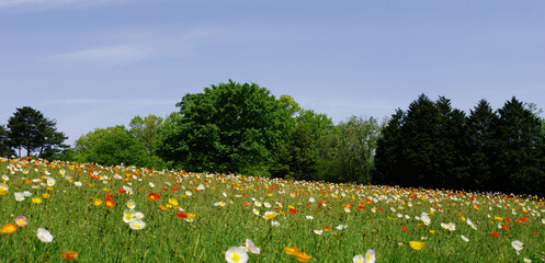 青空の下のポピー畑