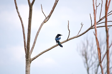 Magpie, one of the crow species. Magpie (Pica pica) perched on a branch. Cute bird in black and white color. Animal photo. 