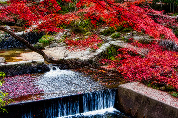 日本の田舎の山間では秋になると紅葉が色づきます