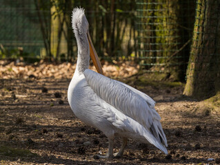 P&eacute;lican Fris&eacute;