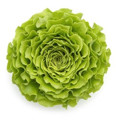 Fototapeta premium Fresh green lettuce head on white background