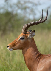 Fototapeta premium An impala antelope ram in portrait view stands alert and watchful, its beautiful curved and spiral horns showing its importance in the hierarchy as it looks for danger in a South African game reserve.