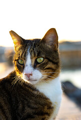 Naklejka premium Close-up of tabby cat with green eyes and white facial markings—captured in warm natural light with soft background blur and serene outdoor atmosphere.