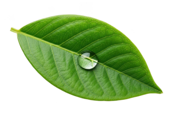Fresh Green Leaf with Dew Drop on Transparent Background