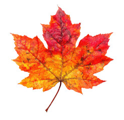 Fototapeta premium Vibrant autumn maple leaf displaying warm red orange and yellow hues isolated on transparent background
