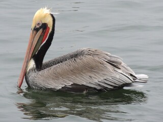 pelican in the water