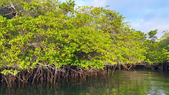 Santa Cruz Island, Galapagos. Mangrove thickets at Black Turtle Cove are an important breeding ground for sea turtles, sharks, rays, and birds