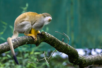 Obraz premium Samiri commun