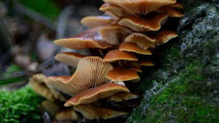 mushrooms in the forest