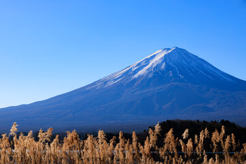 大石公園から見る新年の富士山と青空