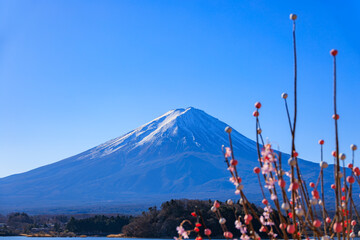 繭玉飾りと富士山のお正月イメージ