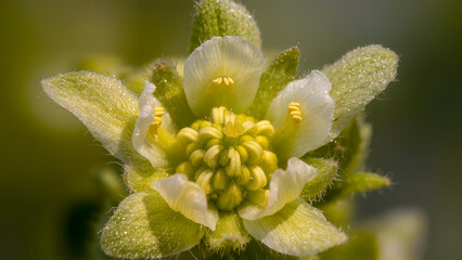 Macro shot of a small light green flower with detailed stamens.