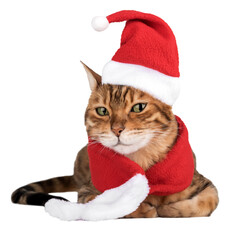 Bengal cat in a Santa suit