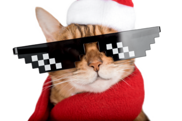 A close-up of a New Years cat