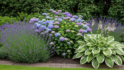Lush Garden Bed Featuring Vibrant Purple Lavender Hydrangeas and Variegated Hosta Plants with Green Foliage