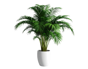 Obraz premium - Tall ornamental indoor plant in ceramic pot, 3D rendering isolated PNG