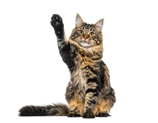 Obraz premium - Playful cat giving high five with raised paw, front-view pet portrait on white