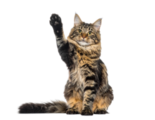  - Playful cat giving high five with raised paw, front-view pet portrait on white