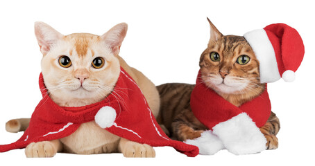 New Years cats dressed as Santa